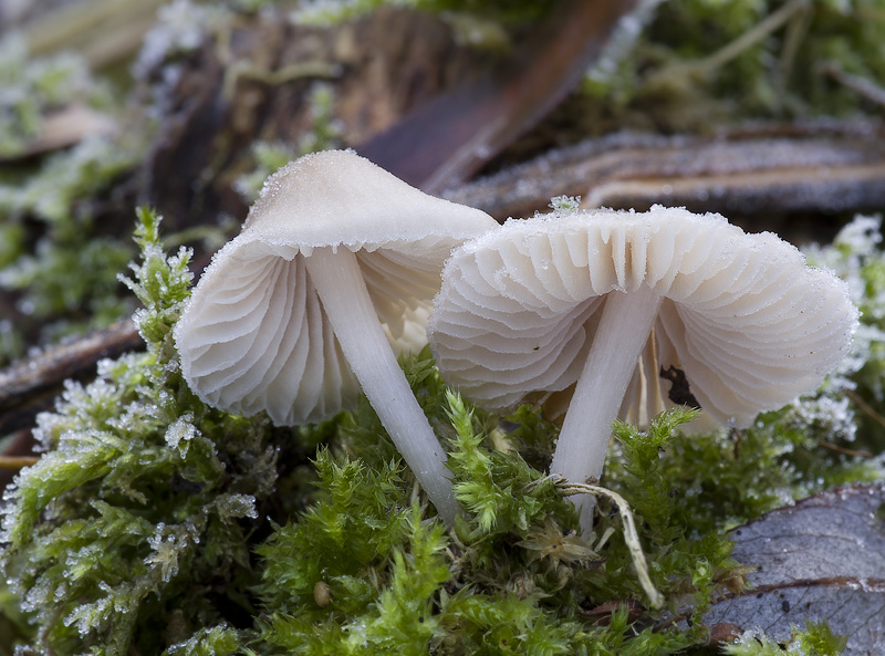 Mycena niveipes